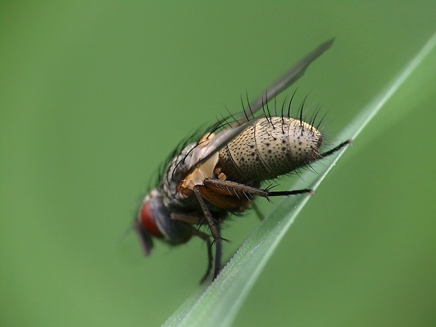 bystruša Siphona geniculata (De Geer, 1776)