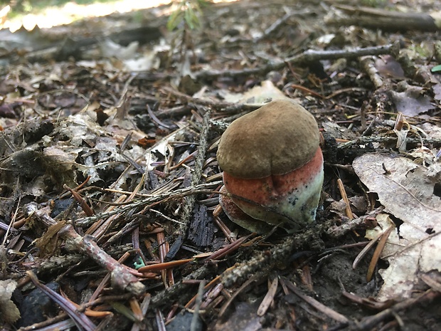 hríb zrnitohlúbikový Sutorius luridiformis (Rostk.) G. Wu & Zhu L. Yang