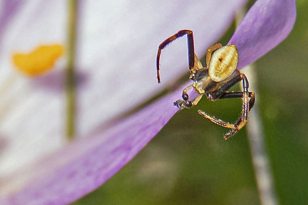 kvetárik, samec Xysticus sp., Thomisidae,