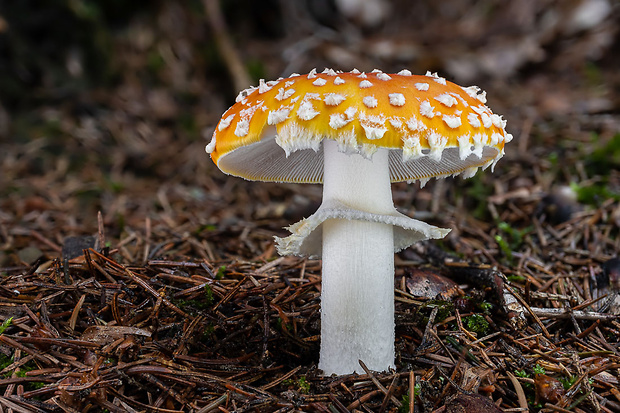 muchotrávka červená Amanita muscaria (L.) Lam.