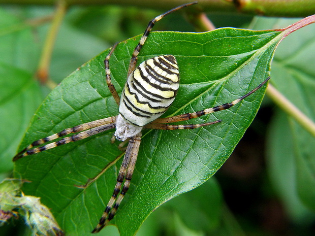 križiak pásavý Argiope bruennichi