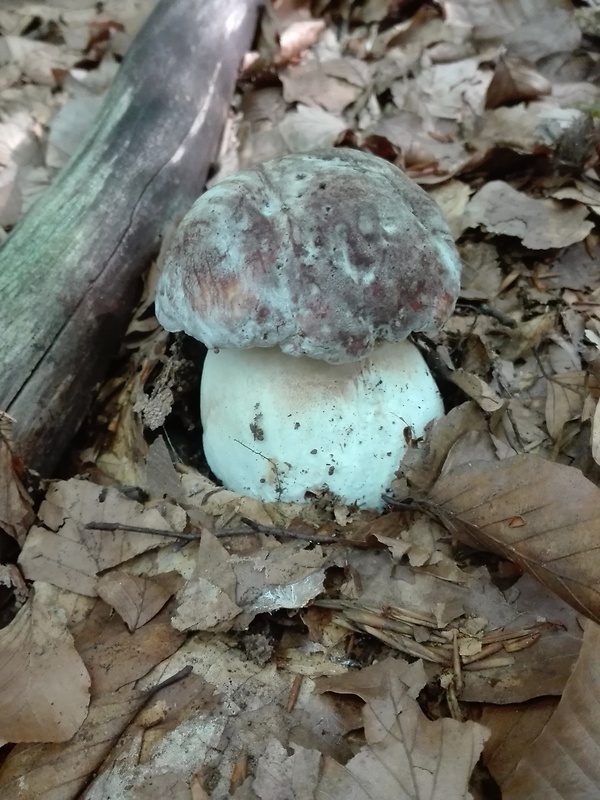 hríb sosnový Boletus pinophilus Pil. et Dermek in Pil.