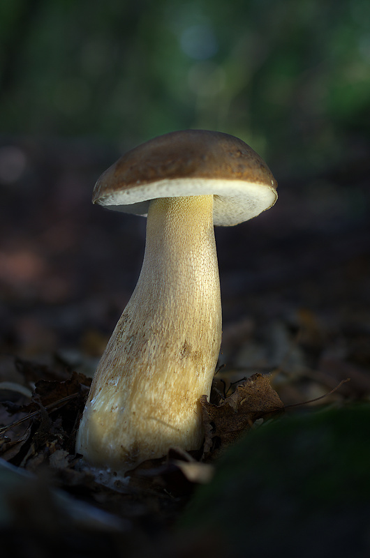 hríb dubový Boletus reticulatus Schaeff.