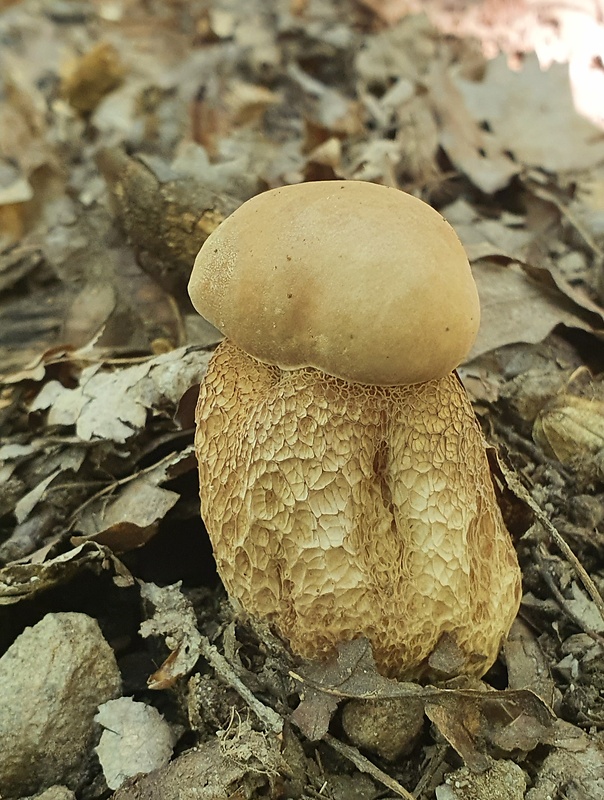 hríb dubový Boletus reticulatus Schaeff.