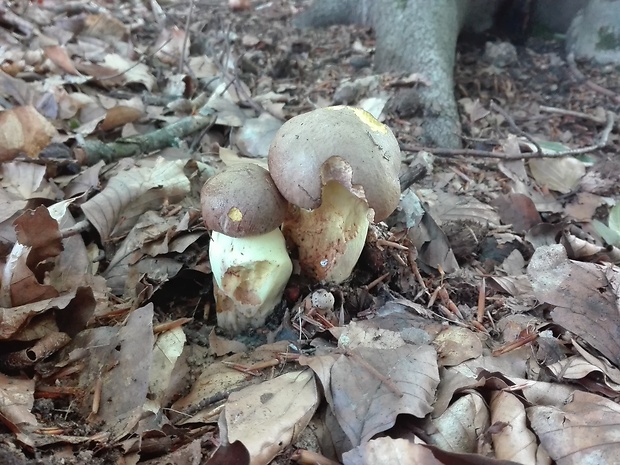 hríb priveskatý Boletusapendiculatus