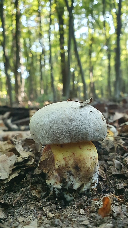 hríb striebristý Butyriboletus fechtneri (Velen.) D. Arora & J.L. Frank