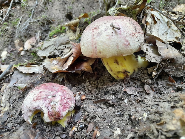 hríb kráľovský Butyriboletus regius (Krombh.) D. Arora & J.L. Frank