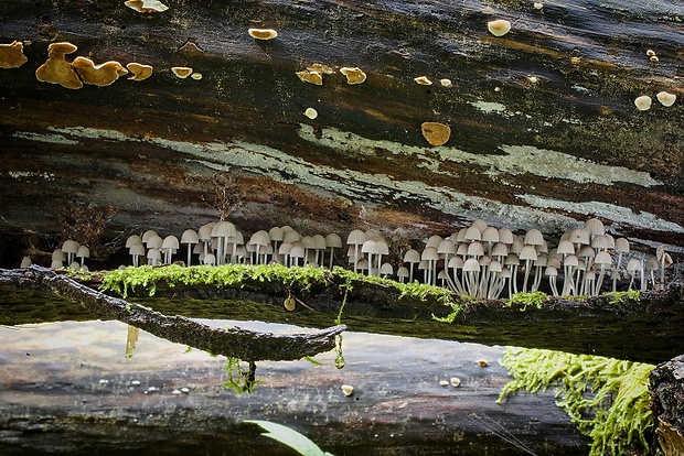 hnojník rozsiaty Coprinellus disseminatus (Pers.) J.E. Lange