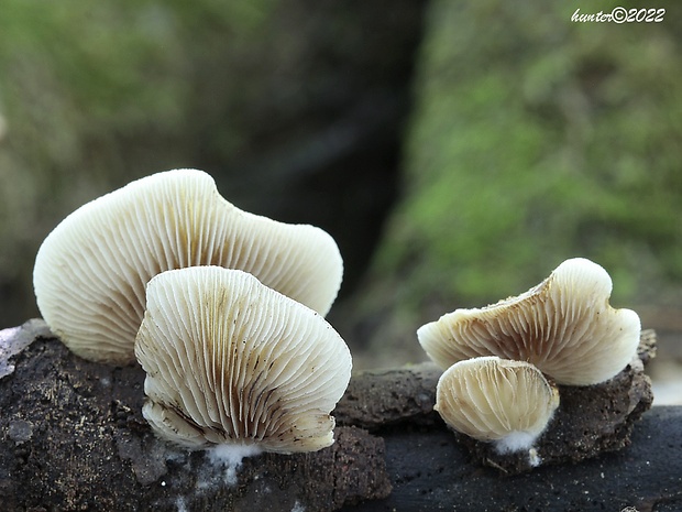 pahliva Crepidotus sp.