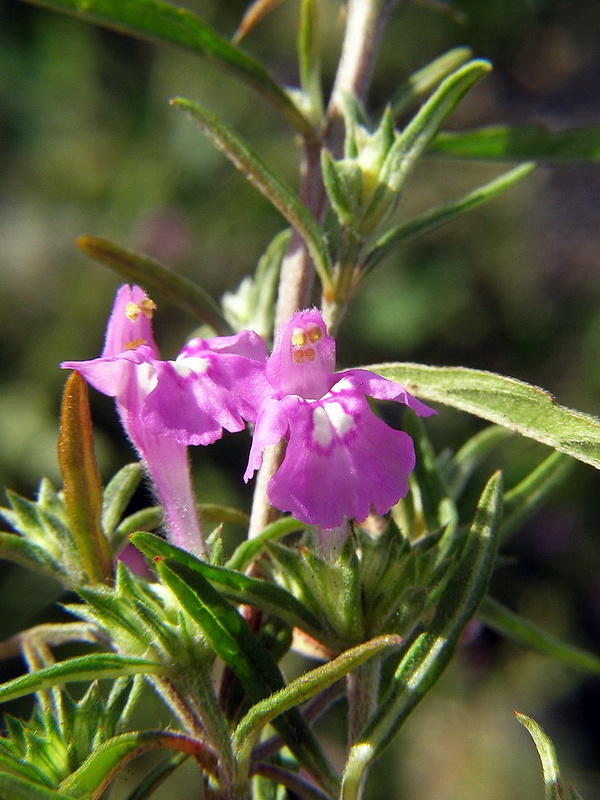 ziabor úzkolistý Dalanum angustifolium (Ehrh.) Dostál