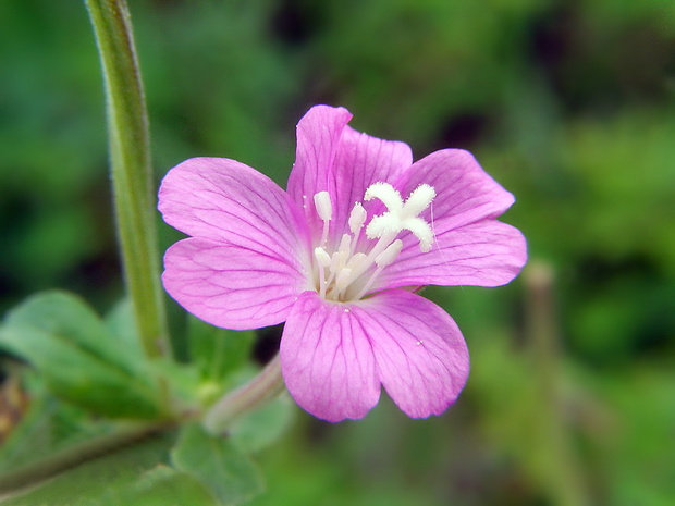 vŕbovka chlpatá Epilobium hirsutum L.