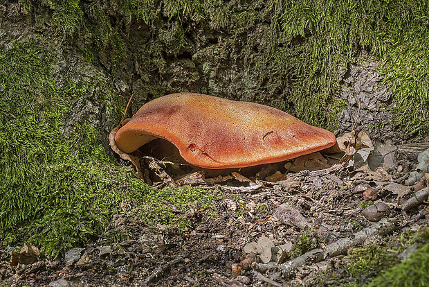 pečeňovec dubový Fistulina hepatica (Schaeff.) With.