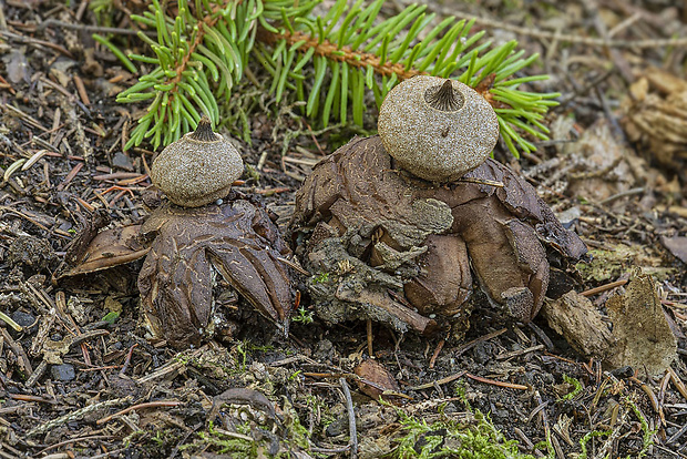 hviezdovka Berkeleyova Geastrum berkeleyi Massee