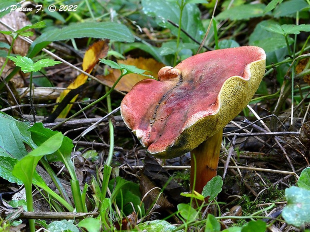 suchohríb karmínový Hortiboletus rubellus (Krombh.) Simonini, Vizzini & Gelardi