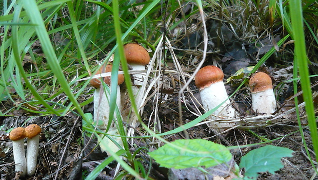 kozák osikový Leccinum albostipitatum den Bakker & Noordel.