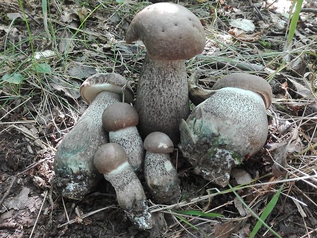 kozák topoľový Leccinum duriusculum (Schulzer ex Kalchbr.) Singer