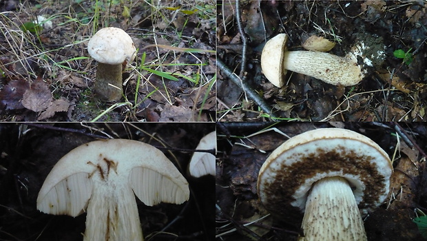 kozák biely Leccinum holopus (Rostk.) Watling