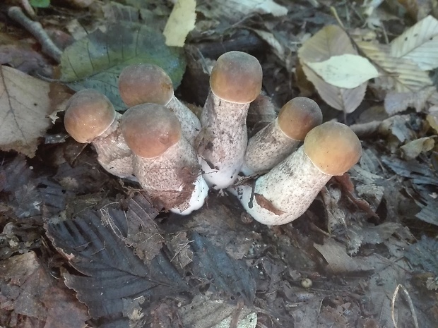 kozák hrabový Leccinum pseudoscabrum (Kallenb.) Šutara