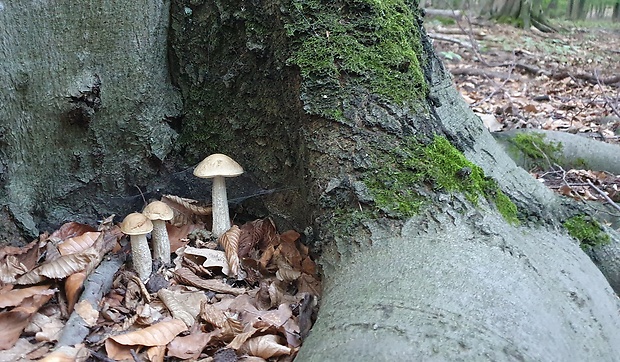 kozák hrabový Leccinum pseudoscabrum (Kallenb.) Šutara