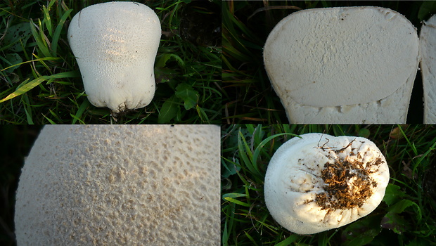 rozpadavec dlabaný Lycoperdon utriforme Bull.