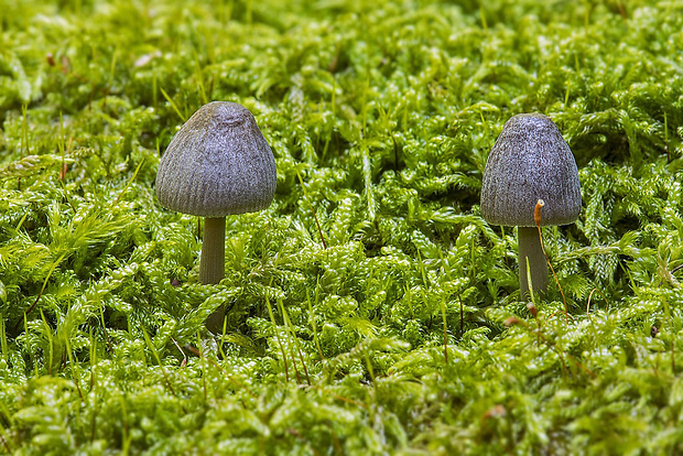 prilbička ryhovaná Mycena polygramma (Bull.) Gray