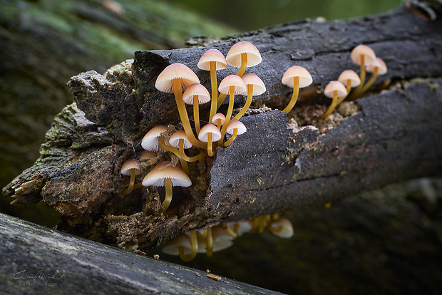 prilbička žltohlúbiková Mycena renati Quél.