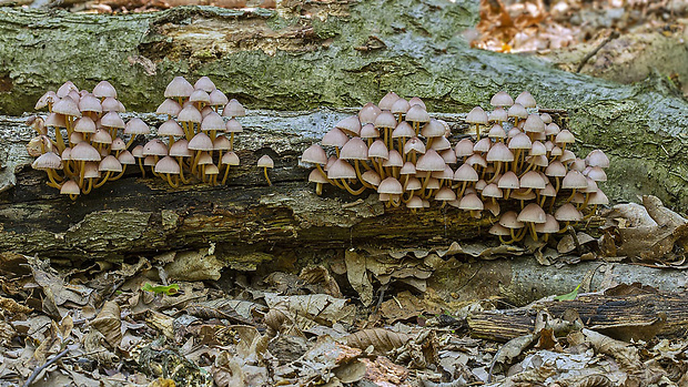 prilbička žltohlúbiková Mycena renati Quél.