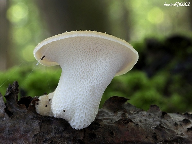 trúdnik veľkopórový Neofavolus alveolaris (DC.) Sotome & T. Hatt.