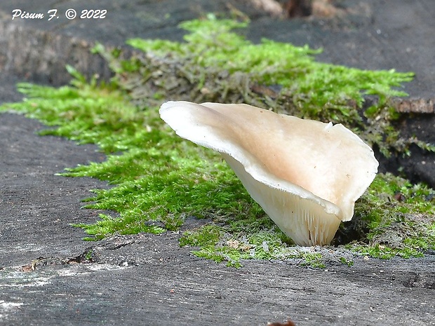 hliva buková Pleurotus pulmonarius (Fr.) Quél.