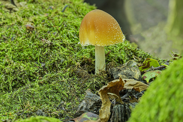 drobuľka Psathyrella sp.