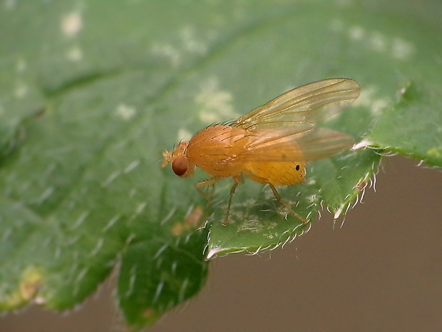 tieňovka Sapromyza sexpunctata  Meigen, 1826