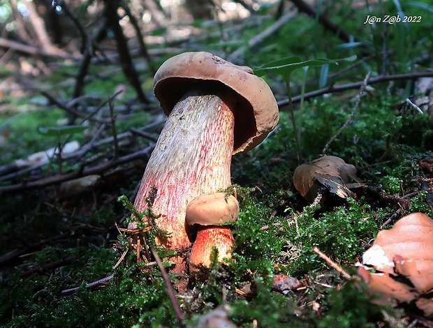 hríb zrnitohlúbikový Sutorius luridiformis (Rostk.) G. Wu & Zhu L. Yang