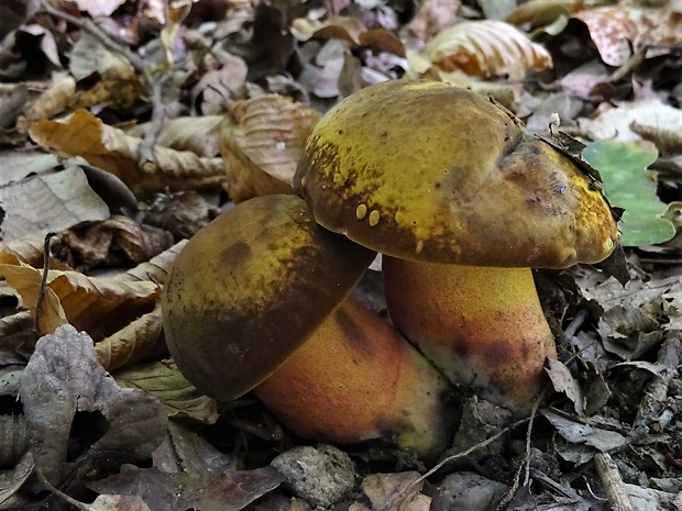 hríb zrnitohlúbikový Sutorius luridiformis (Rostk.) G. Wu & Zhu L. Yang