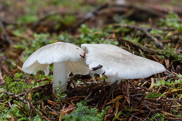 čírovka Tricholoma sp.