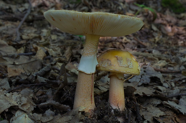 muchotrávka červenkastá Amanita rubescens Pers.