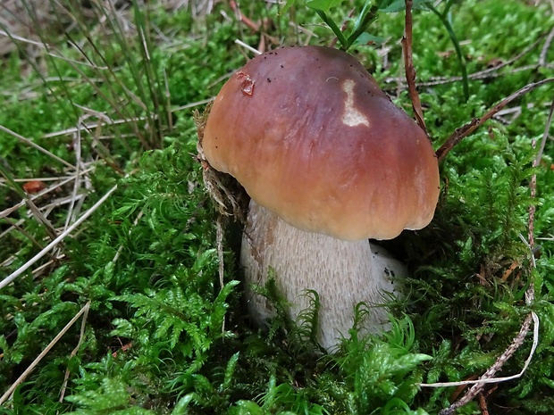 hríb smrekový Boletus edulis Bull.