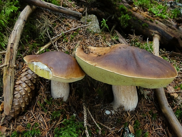 hríb smrekový Boletus edulis Bull.