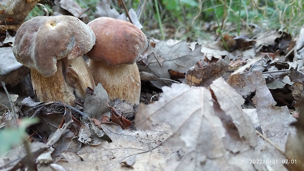 hríb dubový Boletus reticulatus Schaeff.