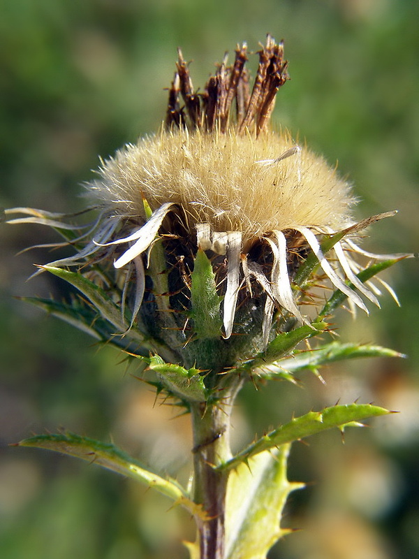 krasovlas obyčajný Carlina vulgaris L.