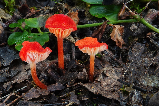 lúčnica Hygrocybe sp.