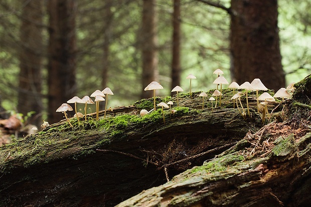 prilbička zelenoobrúbená Mycena viridimarginata P. Karst.