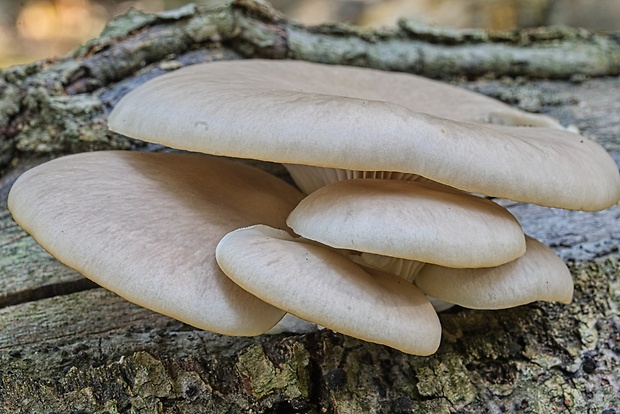 hliva buková Pleurotus pulmonarius (Fr.) Quél.