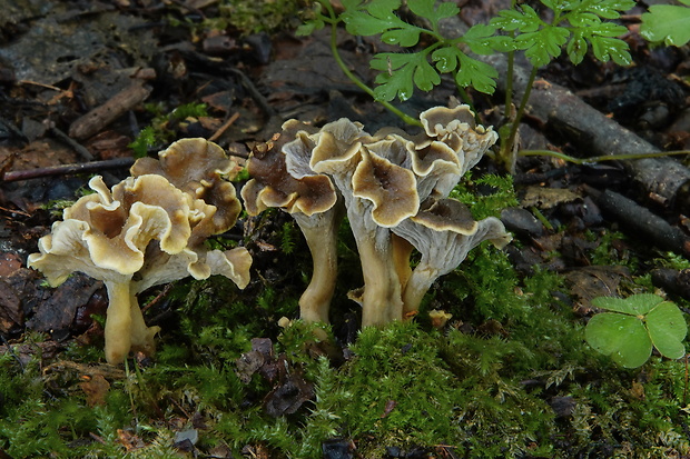 palievik kučeravý Pseudocraterellus undulatus (Pers.) Rauschert