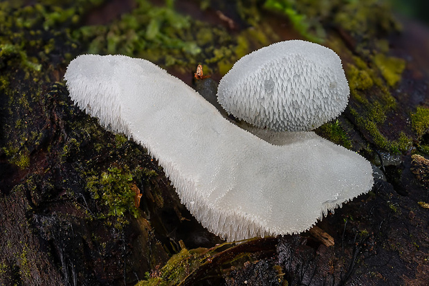 pajelenka želatínová Pseudohydnum gelatinosum (Scop.) P. Karst.