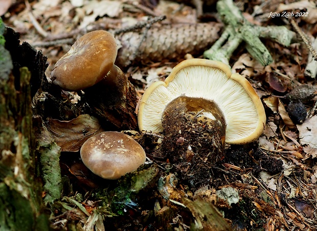 čechračka tmavohlúbiková Tapinella atrotomentosa (Batsch) Šutara