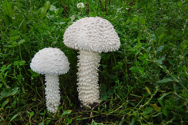 muchotrávka Vittadiniho Amanita vittadinii (Moretti) Vittad.