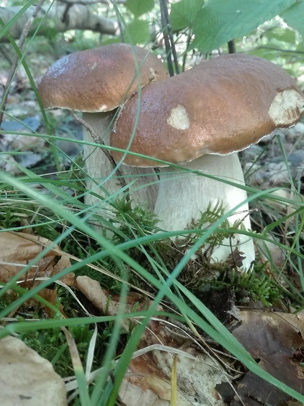 hríb smrekový Boletus edulis Bull.