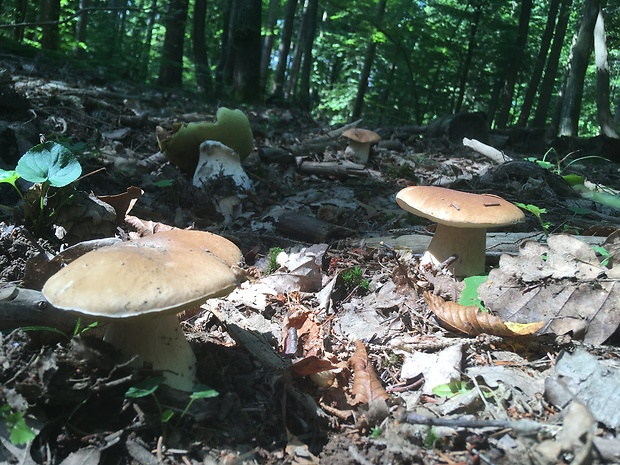 hríb smrekový Boletus edulis Bull.