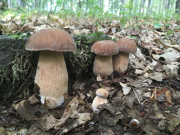 hríb dubový Boletus reticulatus Schaeff.