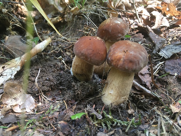 hríb dubový Boletus reticulatus Schaeff.